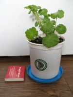 Лот: 10404105. Фото: 4. Пеларгония герань алая Hollywood... Красноярск