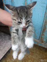 Лот: 13823232. Фото: 4. Котята бесплатно. Красноярск