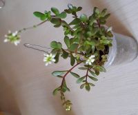 Лот: 11633770. Фото: 2. Крассула radicans (суккулент). Комнатные растения и уход
