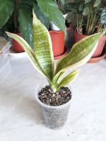 Лот: 19451407. Фото: 2. Сансевиерия Футура Суперба (Sansevieria... Комнатные растения и уход