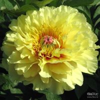 Лот: 10994986. Фото: 7. Пионы на осень 2018 г. Кэлис мэмори...
