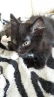 Лот: 11615732. Фото: 2. Котенок черный 2 мес. Животные и уход