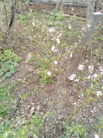 Лот: 7503113. Фото: 4. вишня сладкая, Сибирская черешня... Красноярск