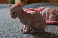 Лот: 2917280. Фото: 3. Котенок донского сфинкса (девочка... Растения и животные