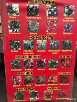 Лот: 13620169. Фото: 4. Саженцы плодово-ягодных культур. Красноярск
