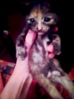Лот: 13027035. Фото: 6. Котейки