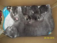 Лот: 11345685. Фото: 7. Котята шотдандской кошки