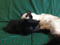 Лот: 8035167. Фото: 5. Отдам милых котят