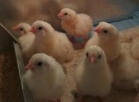 Лот: 9692486. Фото: 3. Цыплята кур несушек Декалб (яичной... Растения и животные