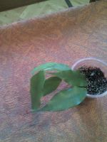 Лот: 11252553. Фото: 3. неон фикус...... Растения и животные