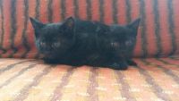 Лот: 9904033. Фото: 2. Отдам котят! 2 девочки,черные... Животные и уход