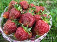 Лот: 5526594. Фото: 2. Клубника усы. Продажа поштучно... Семена, рассада, садовые растения