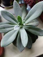 Лот: 15886810. Фото: 3. Крестовник цефалофорус Senecio... Растения и животные
