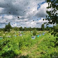 Лот: 16671514. Фото: 8. Подтаёжный мёд, 1420 грамм, пасека...