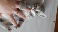 Лот: 16037412. Фото: 2. Котята шотландские. Животные и уход