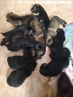 Лот: 16418557. Фото: 6. Немецкая овчарка. Щенки.