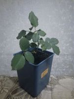 Лот: 9853052. Фото: 2. Хорошо укорененный черенок розы... Комнатные растения и уход