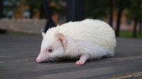 Лот: 22390675. Фото: 7. Карликовый африканский ежонок...
