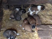 Лот: 5336952. Фото: 3. кавказцы. Растения и животные