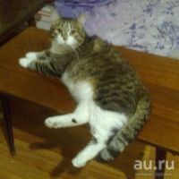 Лот: 8754827. Фото: 4. Котик Джельсомино, 2 года. Красноярск