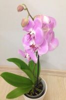 Лот: 6507033. Фото: 2. Орхидея розовая очень крупные... Комнатные растения и уход