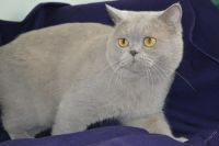 Лот: 4815950. Фото: 4. Шотландские, очаровательные котята. Красноярск