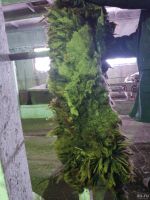 Лот: 12755028. Фото: 3. шерсть, шкуры, баранья, овечья... Красноярск