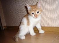 Лот: 815144. Фото: 2. Котята. Животные и уход