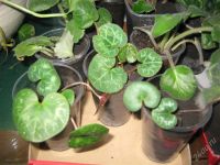 Лот: 1623860. Фото: 2. цикламен крупный ярко красный... Комнатные растения и уход