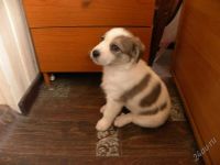 Лот: 1981445. Фото: 2. Красивые щенки от маленькой собаки... Животные и уход