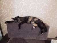 Лот: 6560228. Фото: 7. Котята