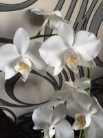 Лот: 6603952. Фото: 2. Орхидея фаленопсис Цветет Белая. Комнатные растения и уход