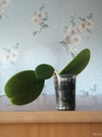 Лот: 13205413. Фото: 2. Хойя Obovata Splesh. Комнатные растения и уход