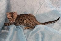 Лот: 4324922. Фото: 2. Отдам бенгальского кота на условиях. Животные и уход