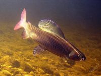 Лот: 5650955. Фото: 2. хариус. Продукты