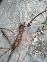 Лот: 12088216. Фото: 3. Пион сорт Coral Charm, деленка... Для дачи, дома, огорода, бани, парка