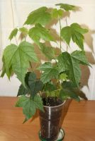 Лот: 4502807. Фото: 2. Абутилон Селло 1 (комнатный клен... Комнатные растения и уход