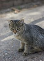 Лот: 5668509. Фото: 5. Милый котенок бесплатно!