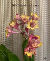 Лот: 20009670. Фото: 2. Стрептокарпус DS-Огненный заяц... Комнатные растения и уход