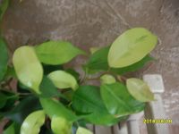 Лот: 11628776. Фото: 4. фикус Бенджамина "Yellow Gold... Красноярск