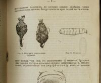 Лот: 16913728. Фото: 6. Н.Н.Богданов-Катьков.Капустная...