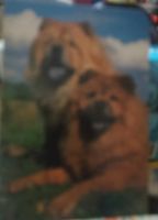 Лот: 25801549. Фото: 2. Календари (собачки). Открытки, билеты и др.