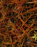 Лот: 1001319. Фото: 2. Ludwigia brevipes. Аквариумистика