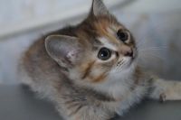 Лот: 2317537. Фото: 5. котенок ищет своего хозяина 2