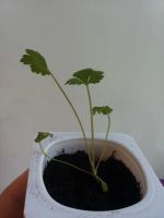 Лот: 7268735. Фото: 2. Сельдерей корневой "Яблочный". Семена, рассада, садовые растения