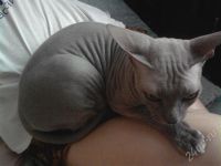 Лот: 217735. Фото: 2. кошечка Сфинкс. Животные и уход