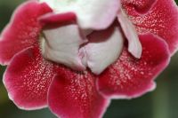 Лот: 3041457. Фото: 6. Глоксиния 3 (цветёт)