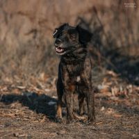 Лот: 18408342. Фото: 2. Собака. Животные и уход
