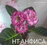 Лот: 18207705. Фото: 2. Глоксиния Анфиса - лист . Комнатные растения и уход