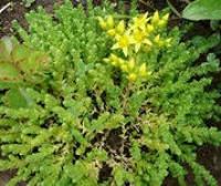 Лот: 4217024. Фото: 3. почвопокровные седумы: зверса... Для дачи, дома, огорода, бани, парка